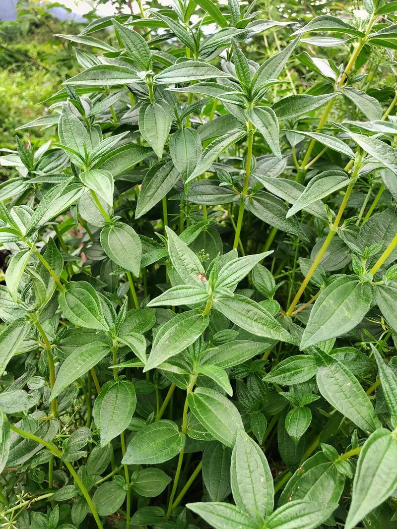 "糯米草"在农村能做什么?从传统食材到现代商机