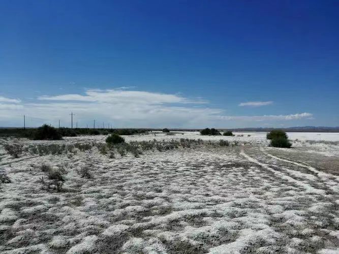 从兰考的地域特征看盐碱地的治理 文/胡殿津