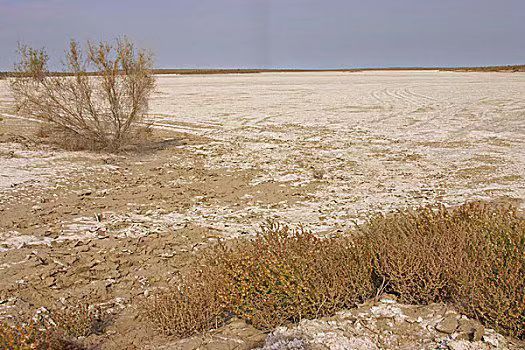 从兰考的地域特征看盐碱地的治理 文/胡殿津