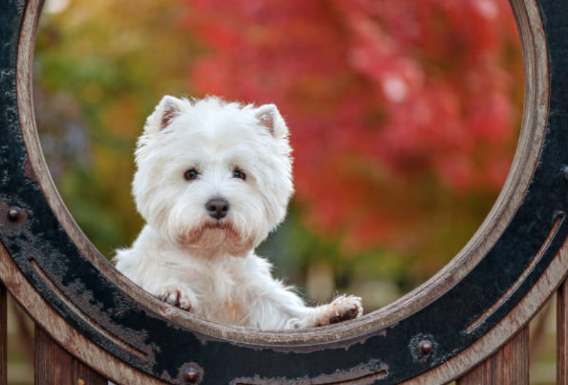 六个西高地白梗犬的缺点