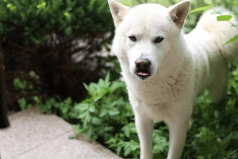 朝鲜国犬丰山犬:忠诚勇猛的国宝 - 世界名犬前十名