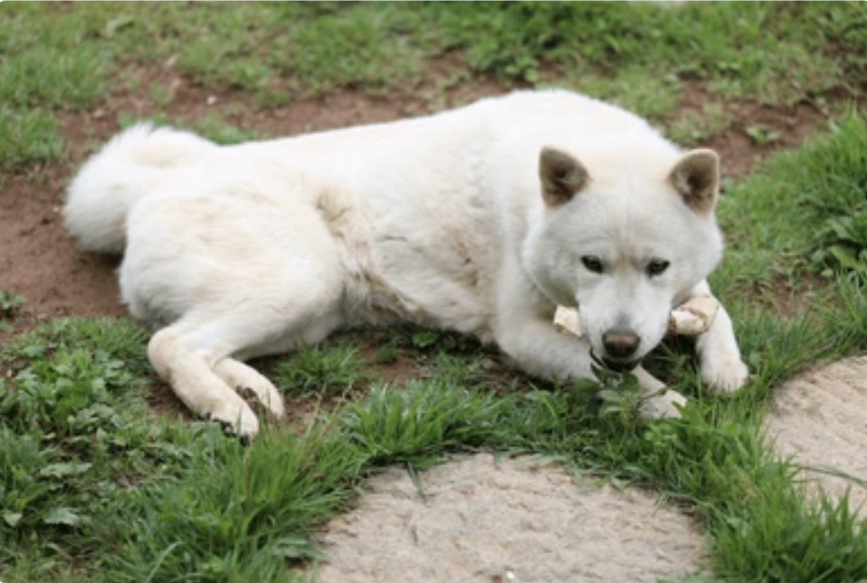 朝鲜国犬丰山犬:忠诚勇猛的国宝 - 世界名犬前十名