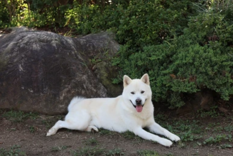 朝鲜国犬丰山犬:忠诚勇猛的国宝 - 世界名犬前十名
