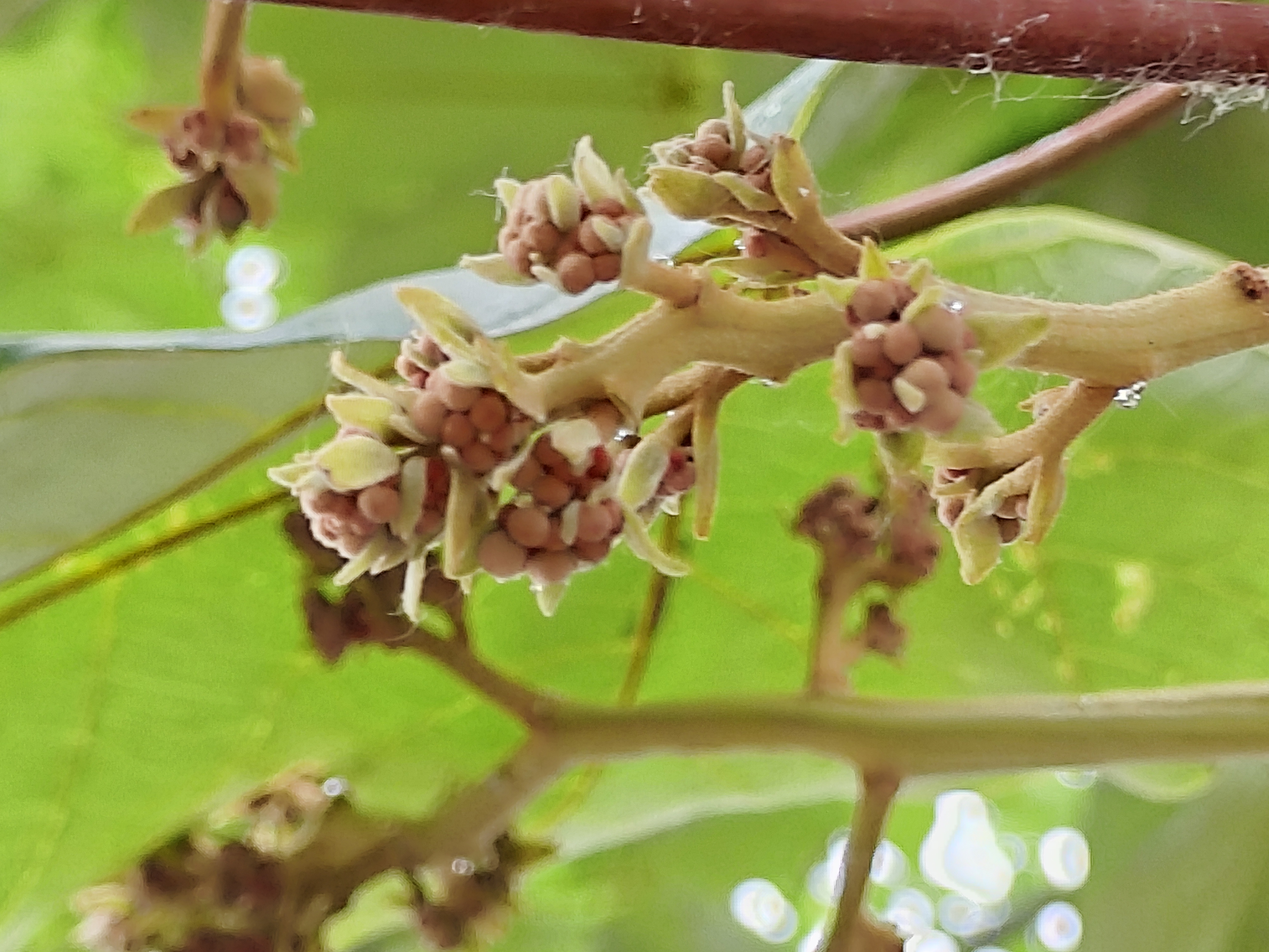 梧桐花未开