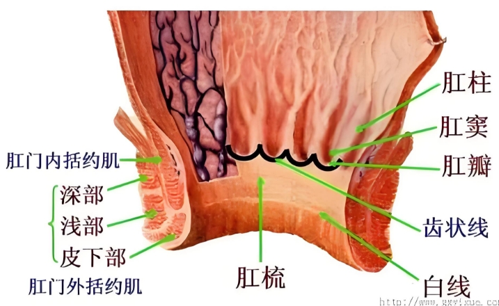 北京复兴路门诊中医肛肠讲痔疮为何忽大忽小
