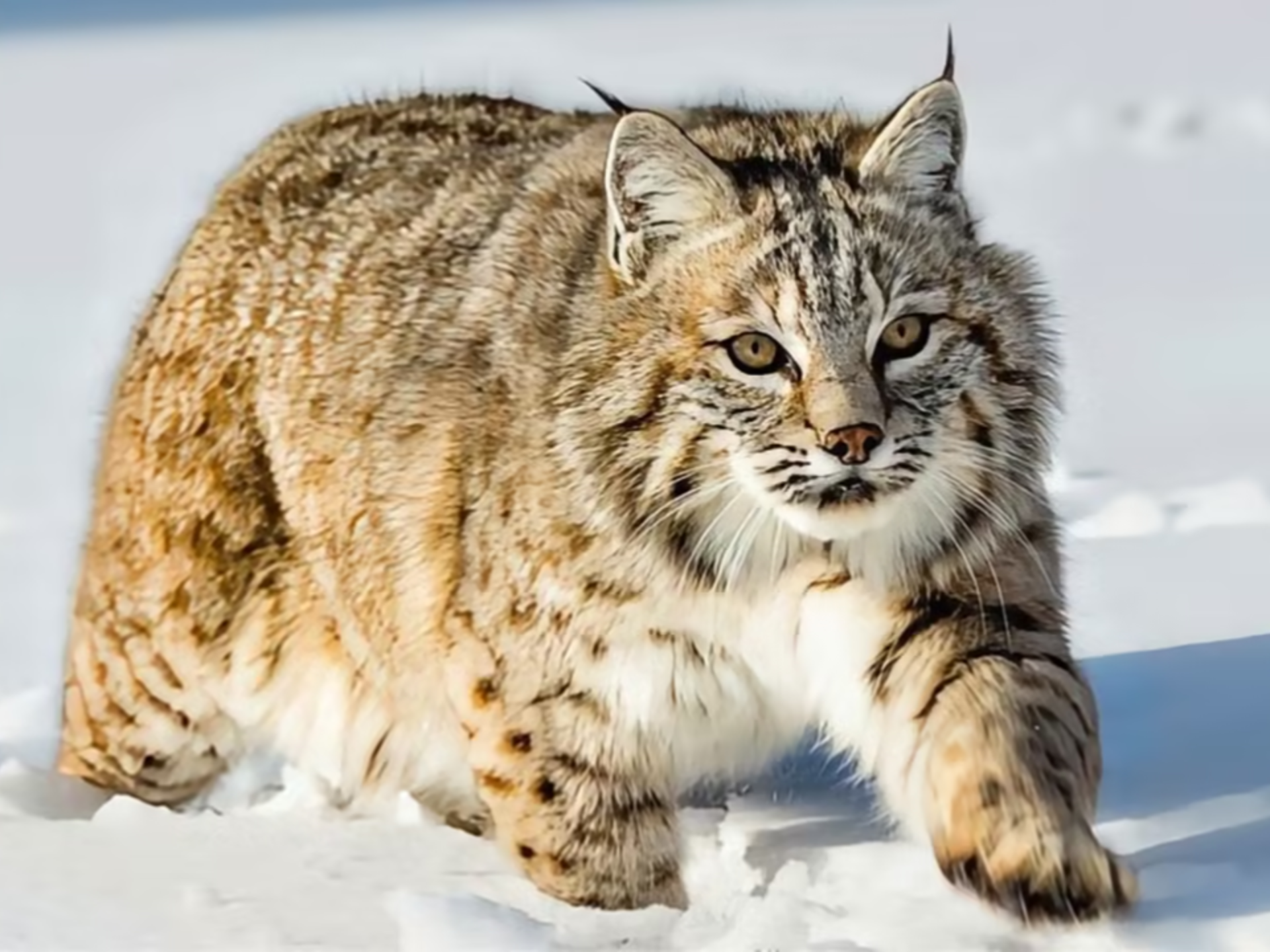 猞猁战斗力全解析:雪山隐者的致命生存法则