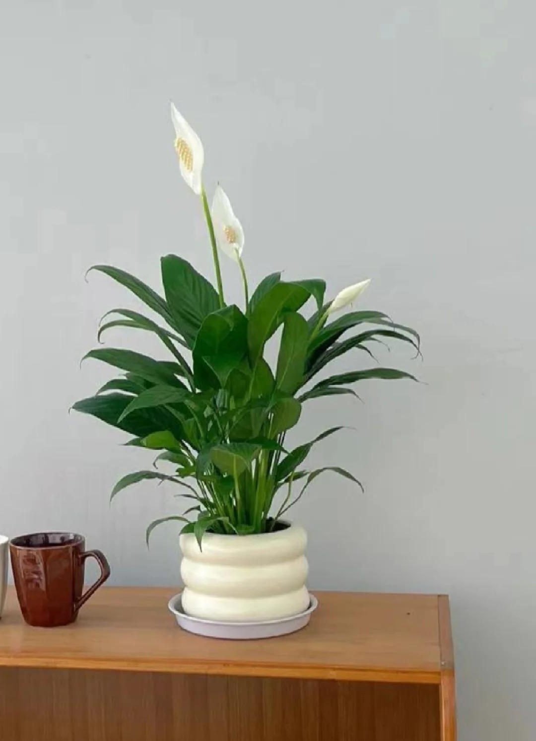 从"绿巨人"到"开花机器",我靠这5招救活白掌