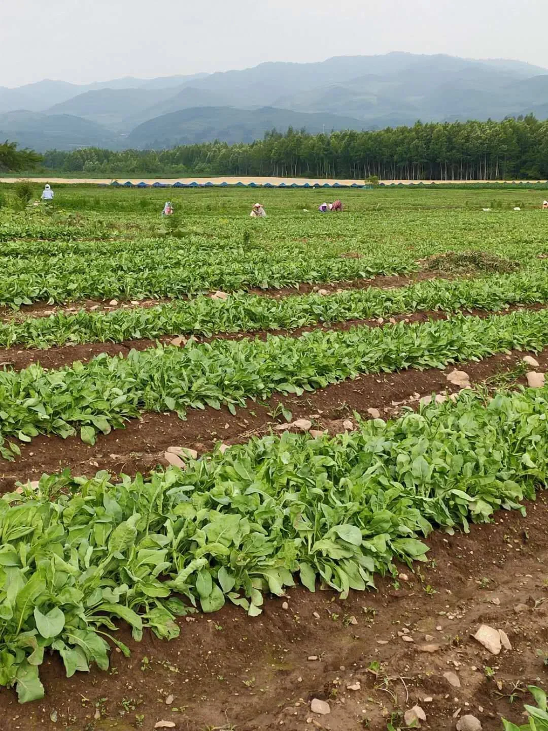 农村创业项目种植养殖(农村种植养殖致富项目)