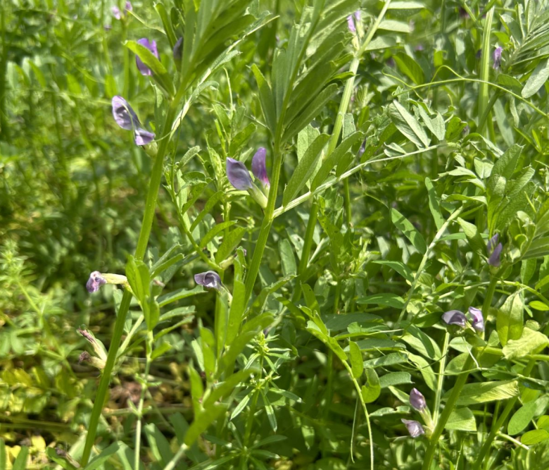 箭筈豌豆图片