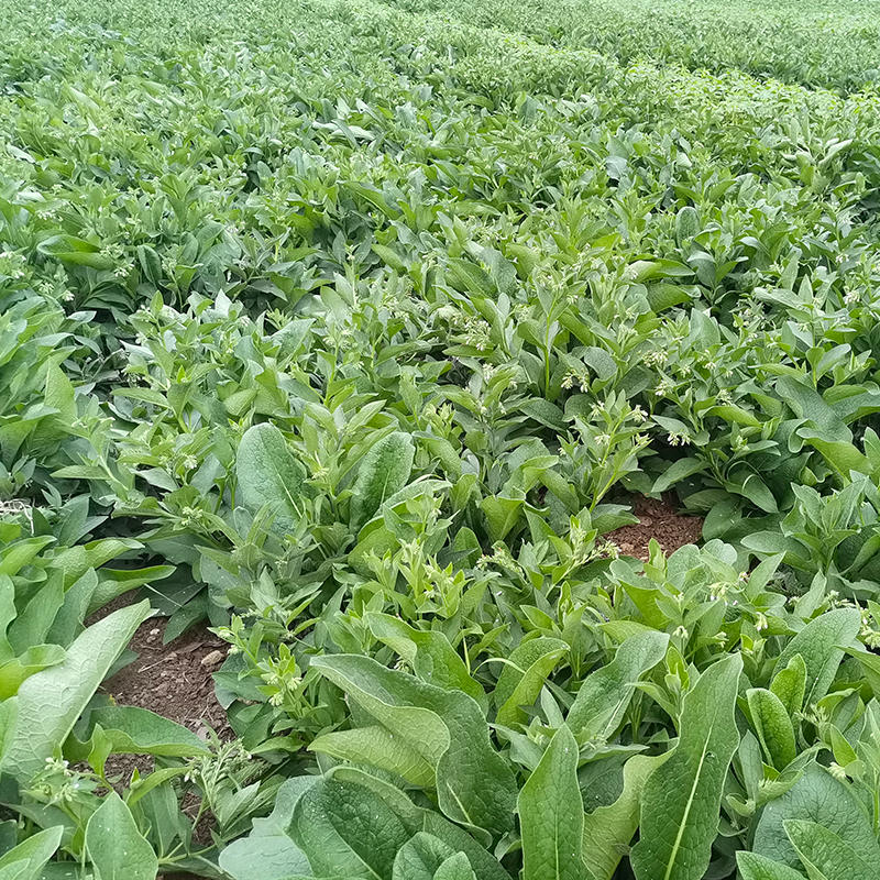 俄罗斯饲料菜喂牛图片