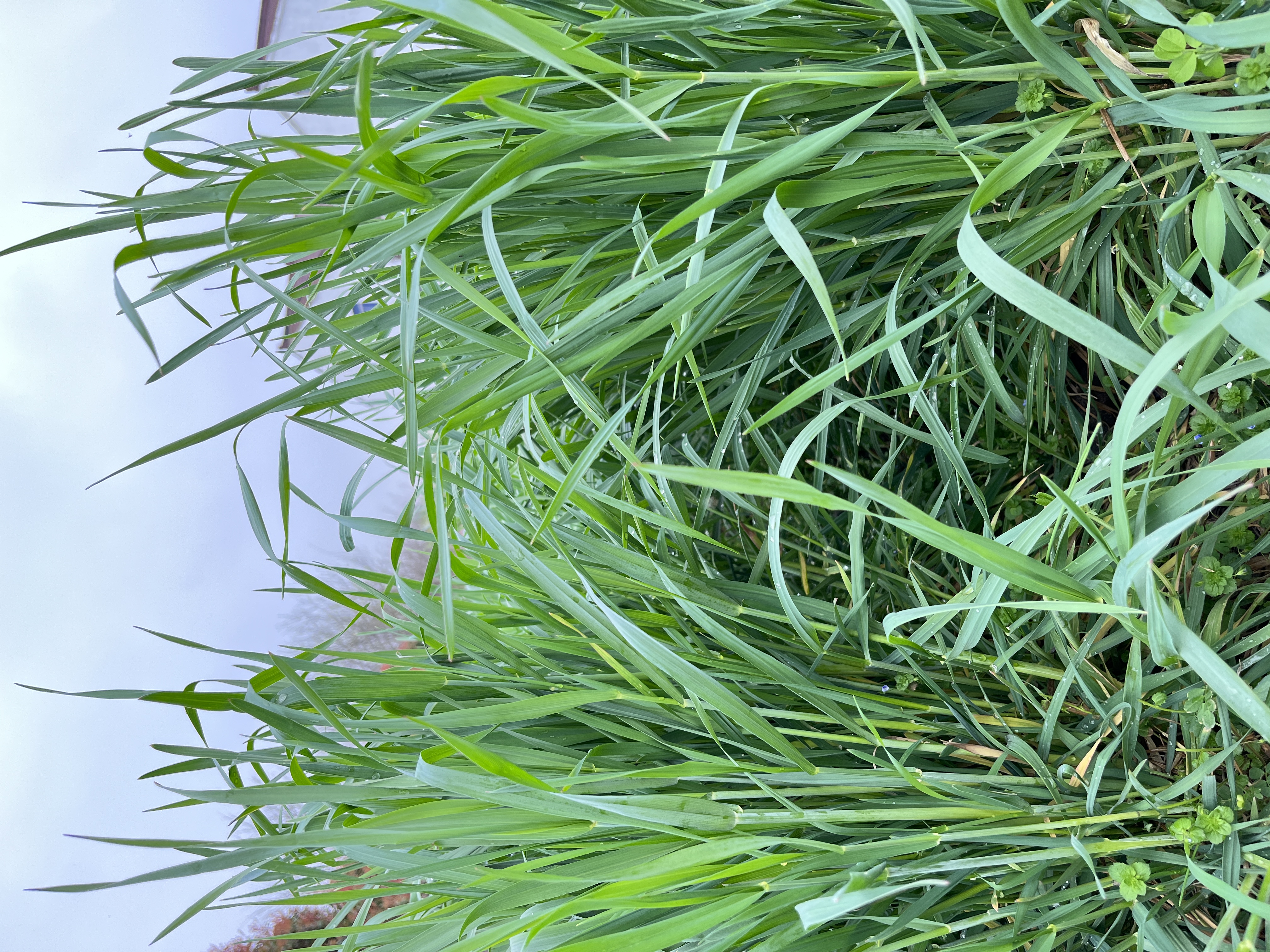冬牧70黑麦草值不值得种植?冬春缺草就选它