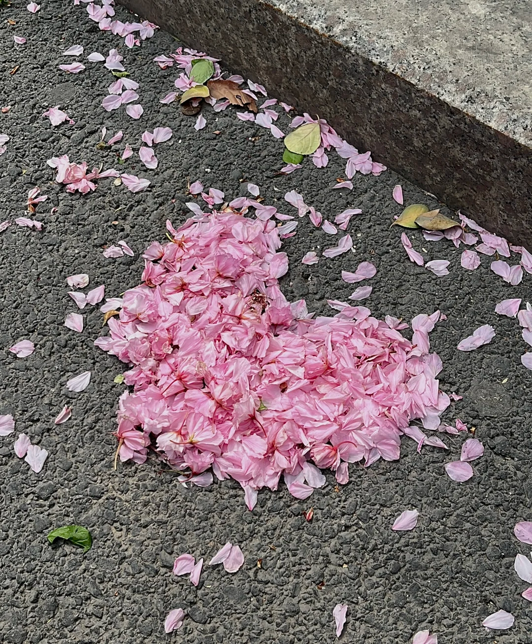 落花,是春天最后的浪漫