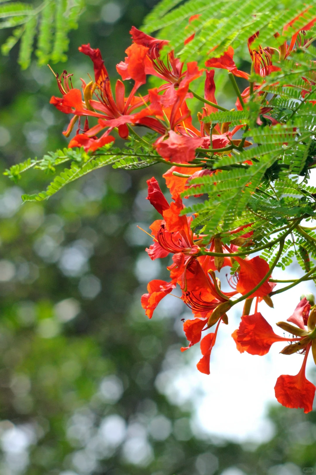 凤凰花燃情,夏日里的绚烂诗篇
