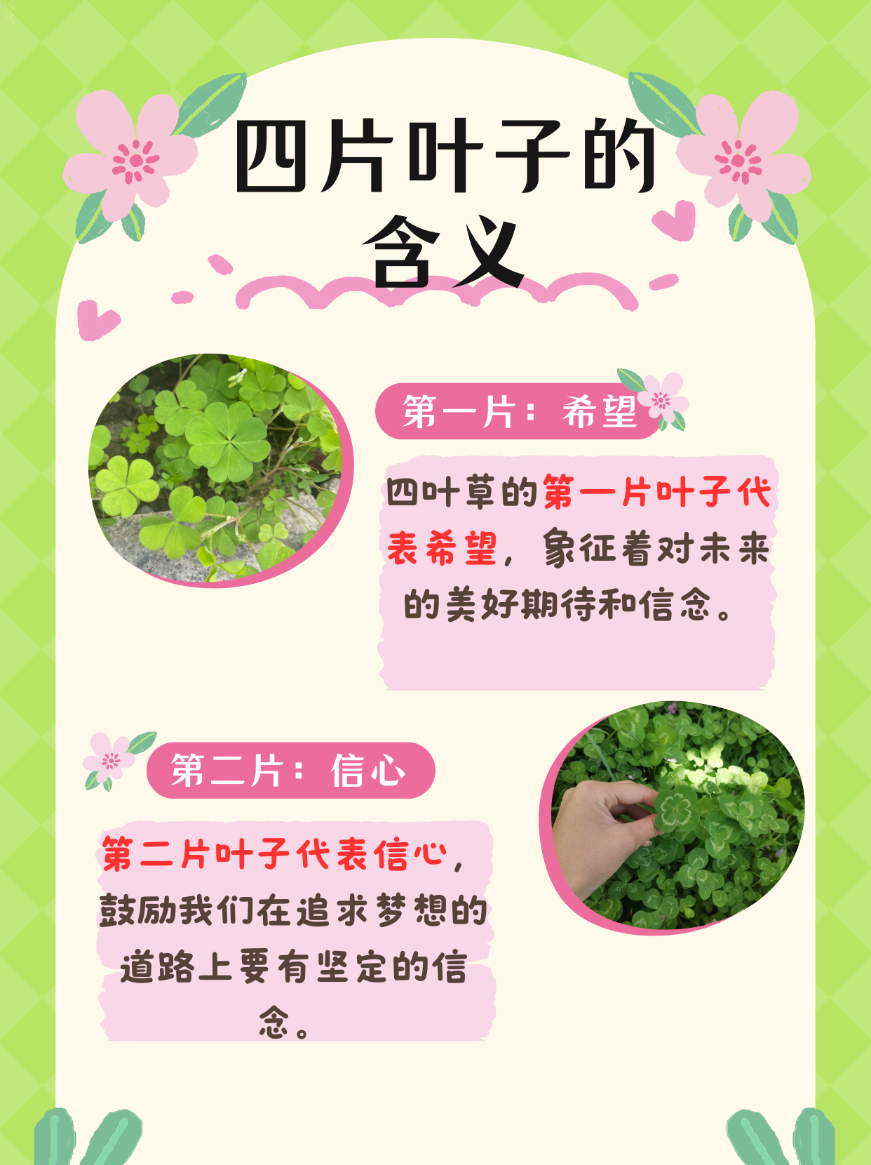 四叶草图片唯美 花语图片