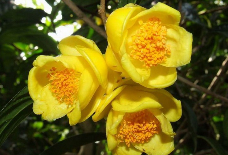 茶花作为"花中贵族",它展现了自然的华丽,丝毫无需修饰