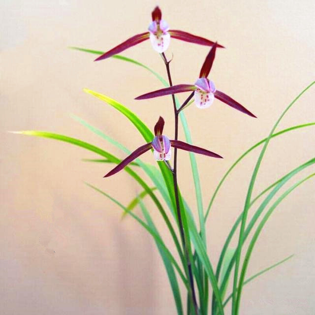 懂花的人,都会养这种"龙头兰",随便怎么折腾,也能冬春开两季