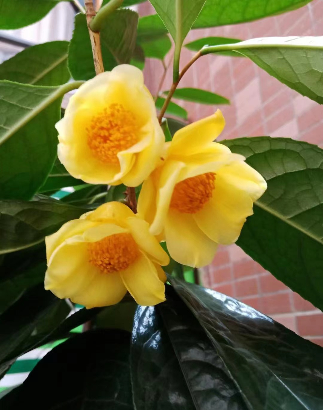 广西发现一株"皇帝花",确实不一般,不但能食用,而且营养丰富