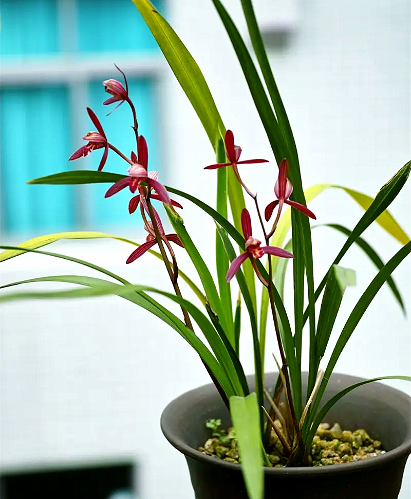 建兰中的"勤花王",每年能开5,6次,敢于月季叫板,确实很高级