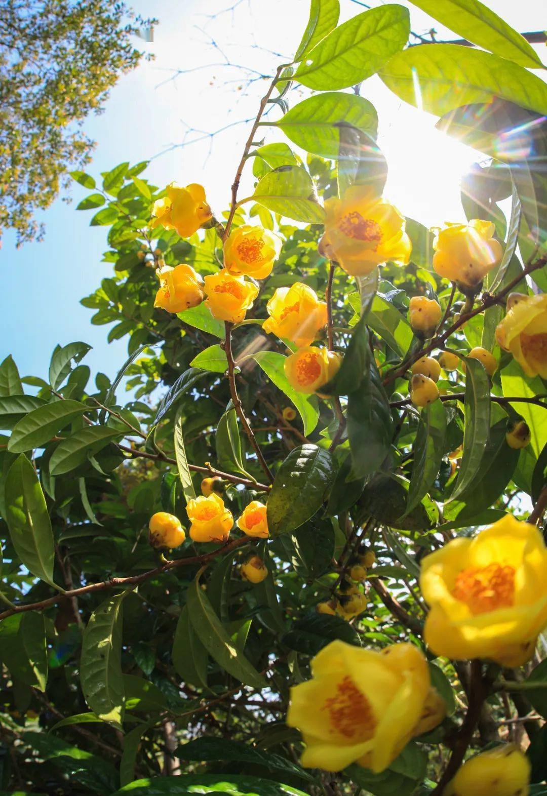 "消失"千年的珍贵花卉,再度现身,能观赏可食用,有钱也买不到