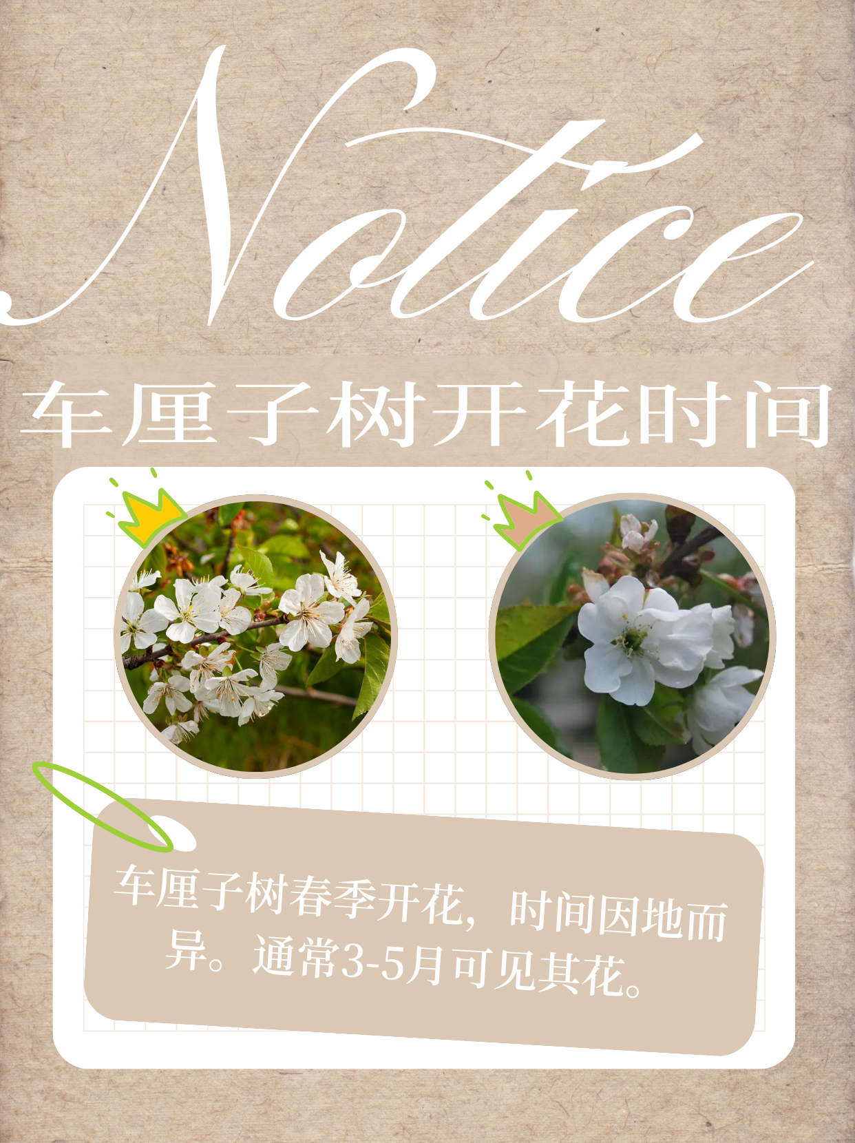 车厘子几月开花结果图片