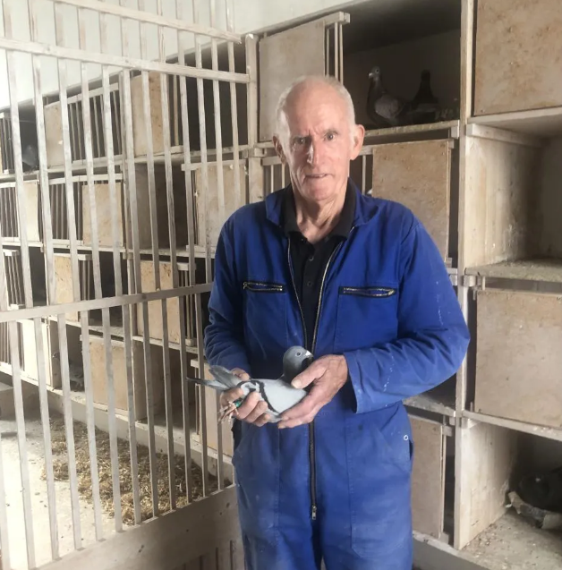 靠十分钟挽救了杨欧瓦克家族,开尔种鸽"超速时分"背后的故事