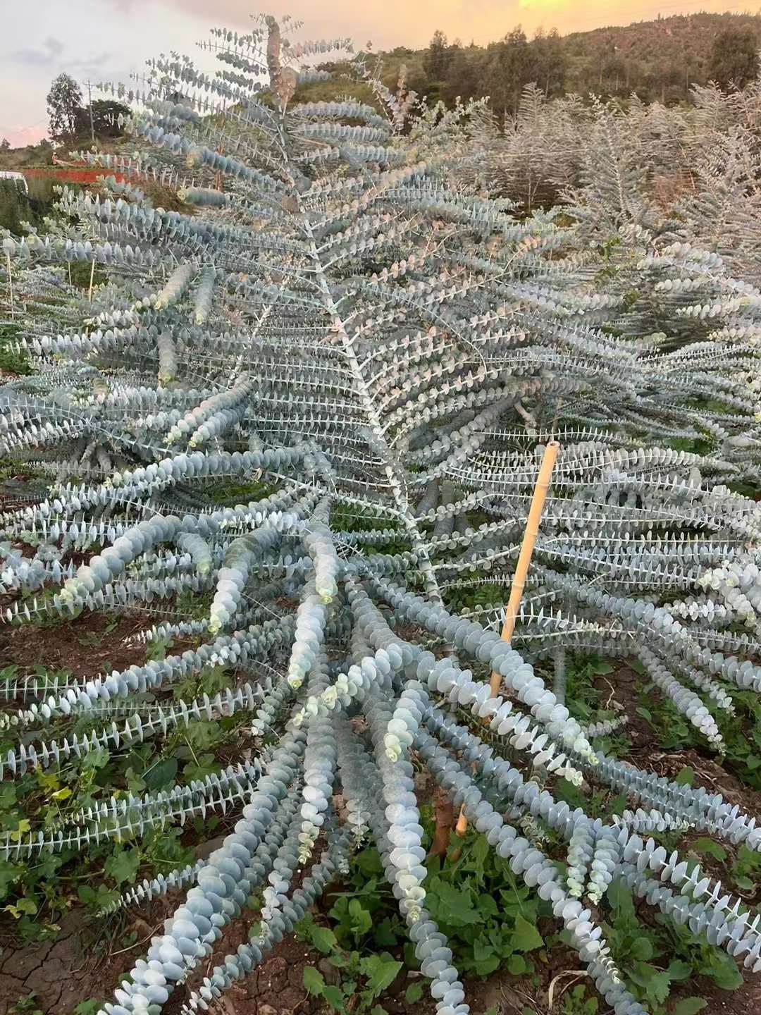 尤加利苗基地.以下是关于尤加利苗的一些常见信息
