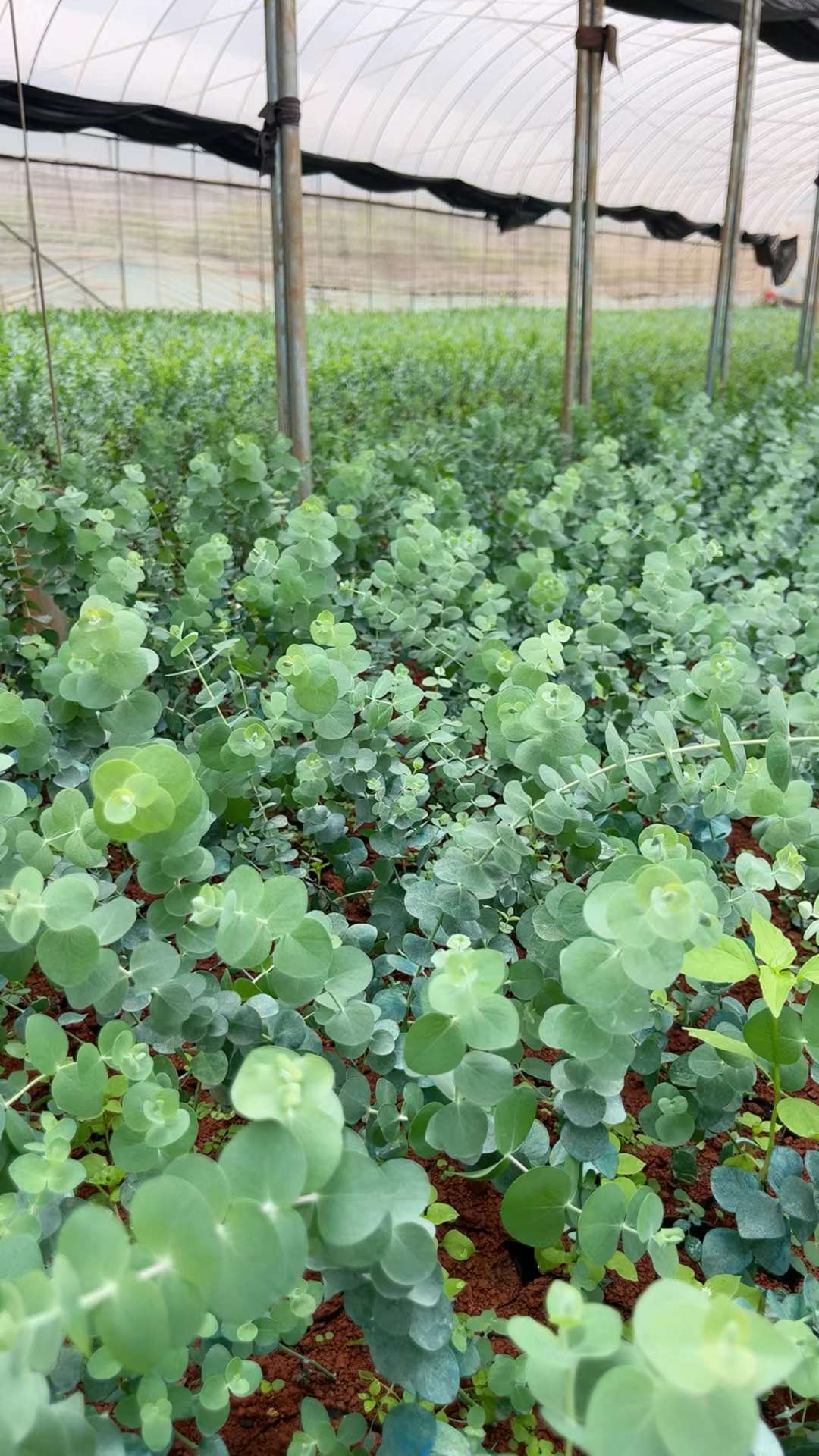 尤加利苗基地.以下是关于尤加利苗的一些常见信息