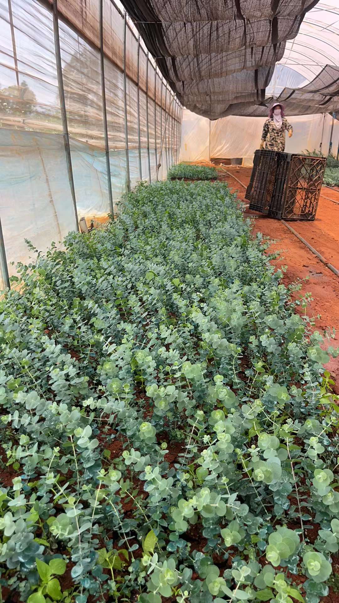 尤加利苗基地.以下是关于尤加利苗的一些常见信息