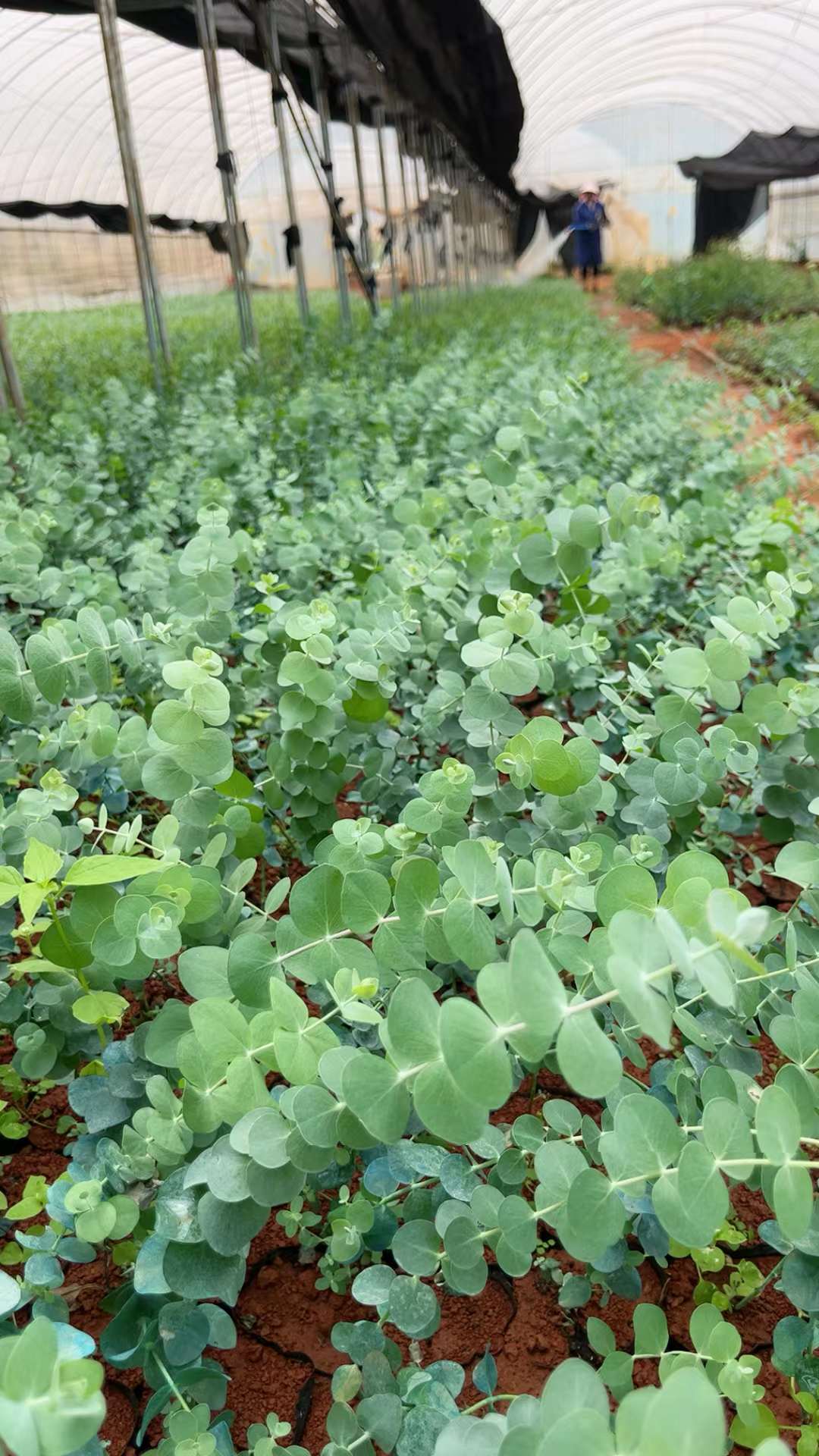 尤加利苗基地.以下是关于尤加利苗的一些常见信息