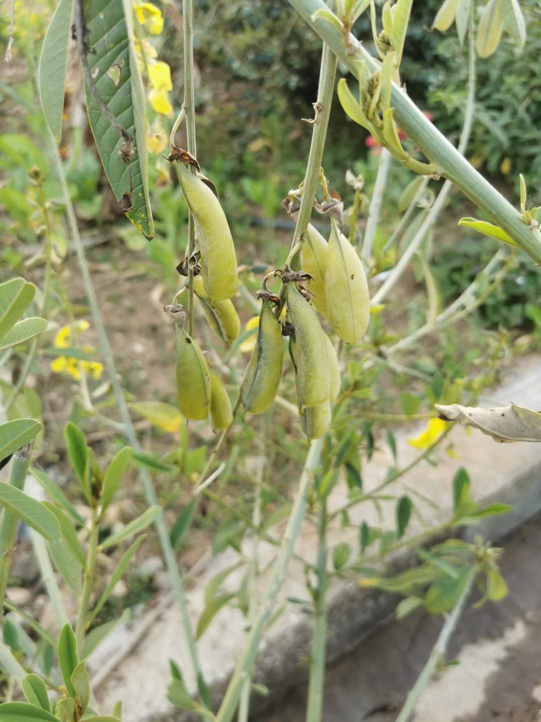 大猪屎豆种子,大猪屎豆是直立高大草本,植株可高达1.5米