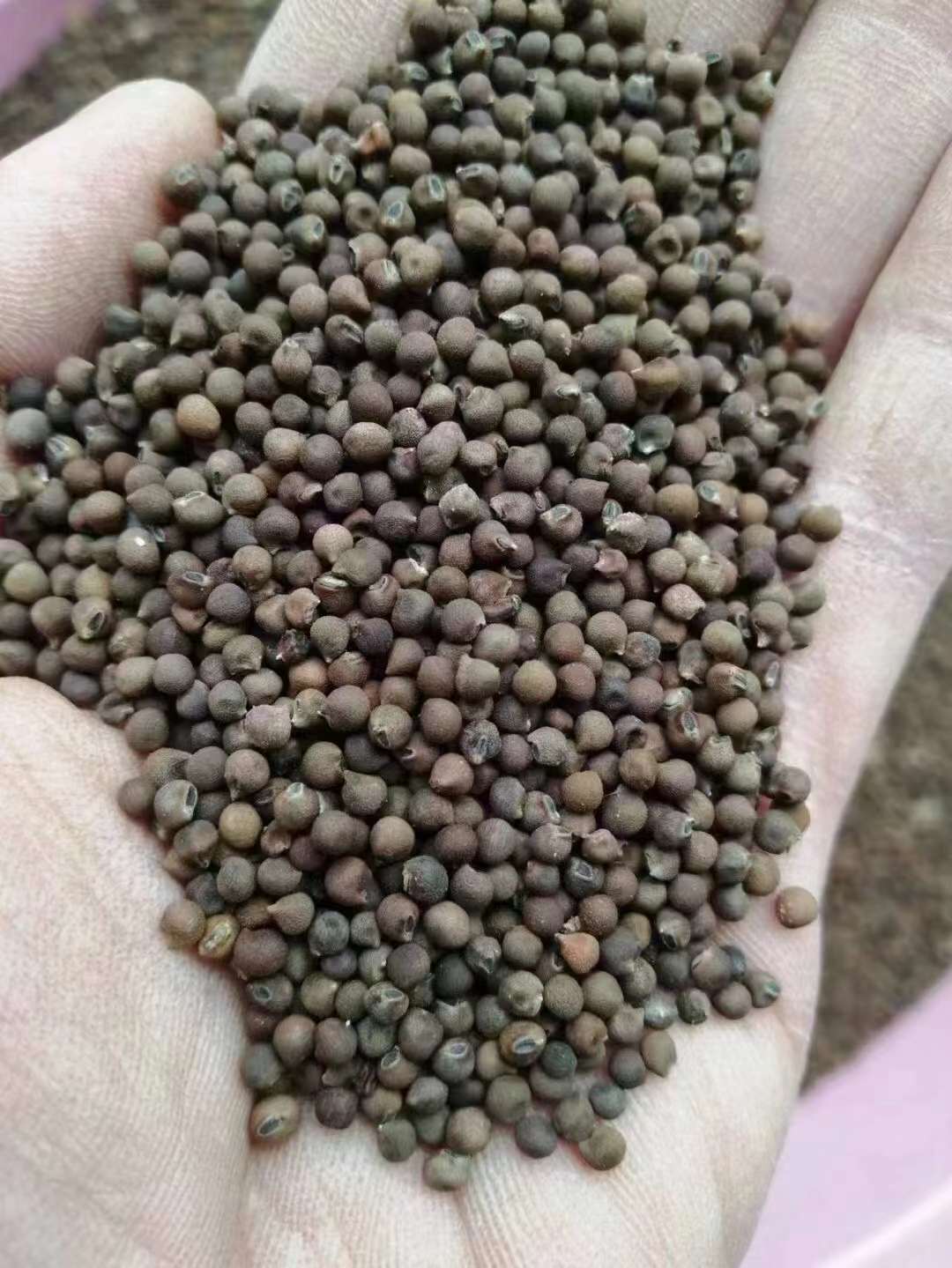 大花秋葵新种子大量到货,首先要对种子进行质量检验