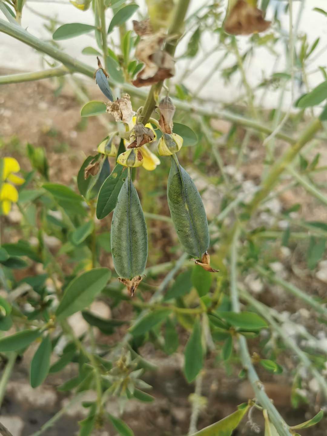 大猪屎豆种子,大猪屎豆是直立高大草本,植株可高达1.5米
