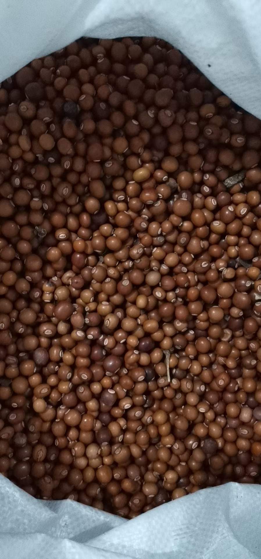 大花秋葵新种子大量到货,首先要对种子进行质量检验