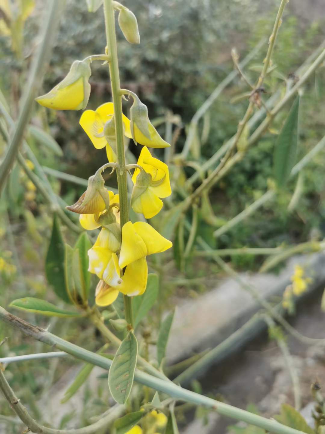大猪屎豆种子,大猪屎豆是直立高大草本,植株可高达1.5米