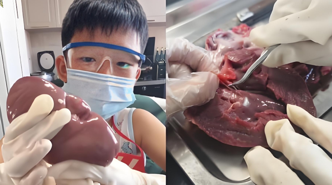 9岁男孩解剖猪内脏引热议,家长如何支持孩子科学探索?