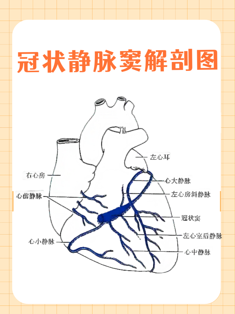 心脏中的隐秘通道