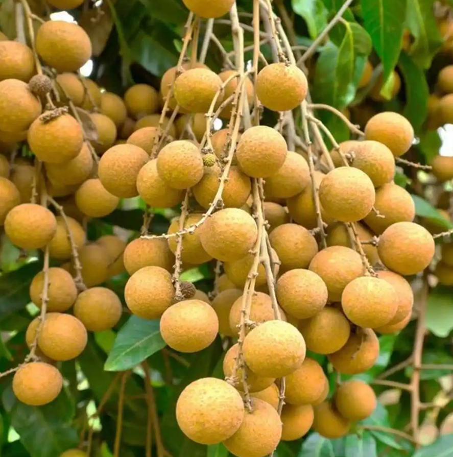 桂圆助眠汤:美味食疗,助你安然入眠