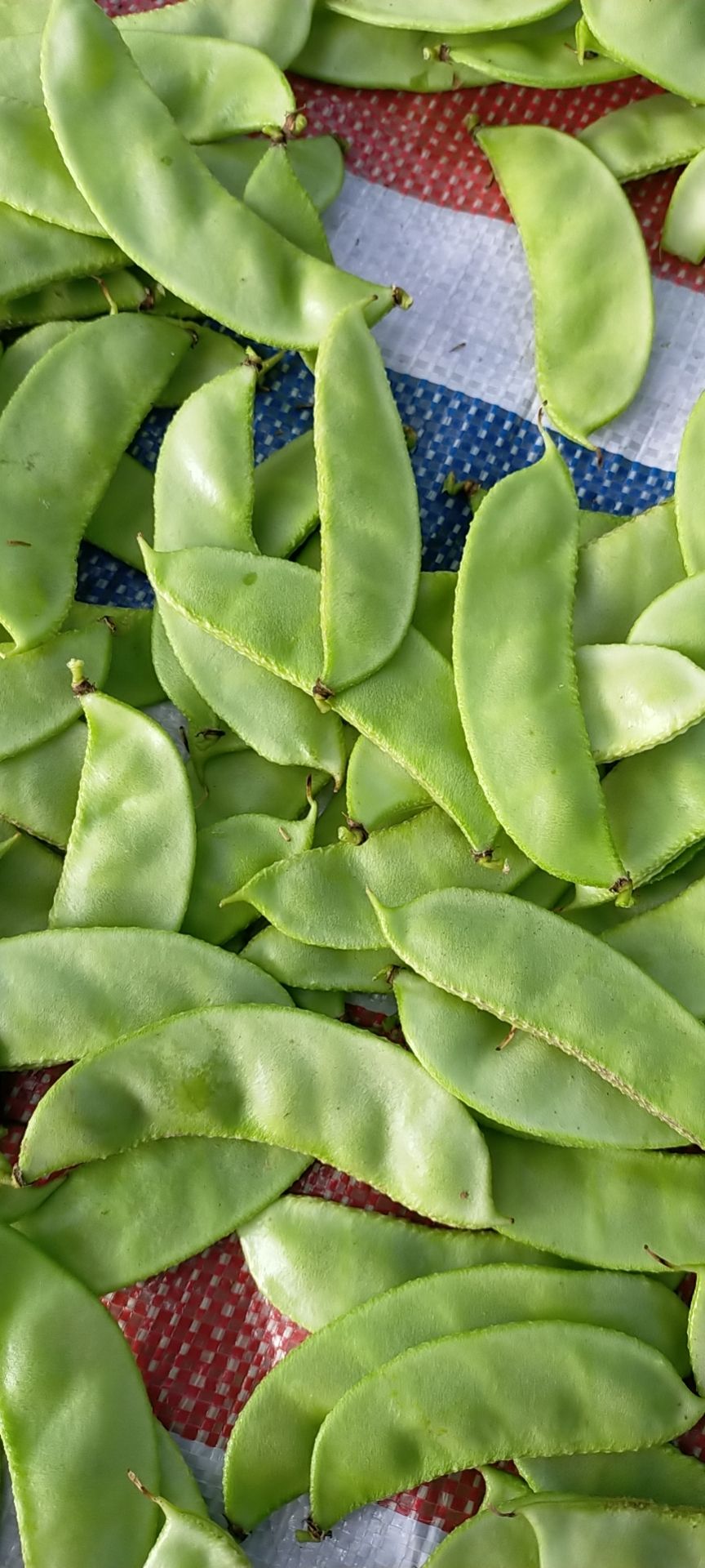 眉豆几月份播种?施什么肥好