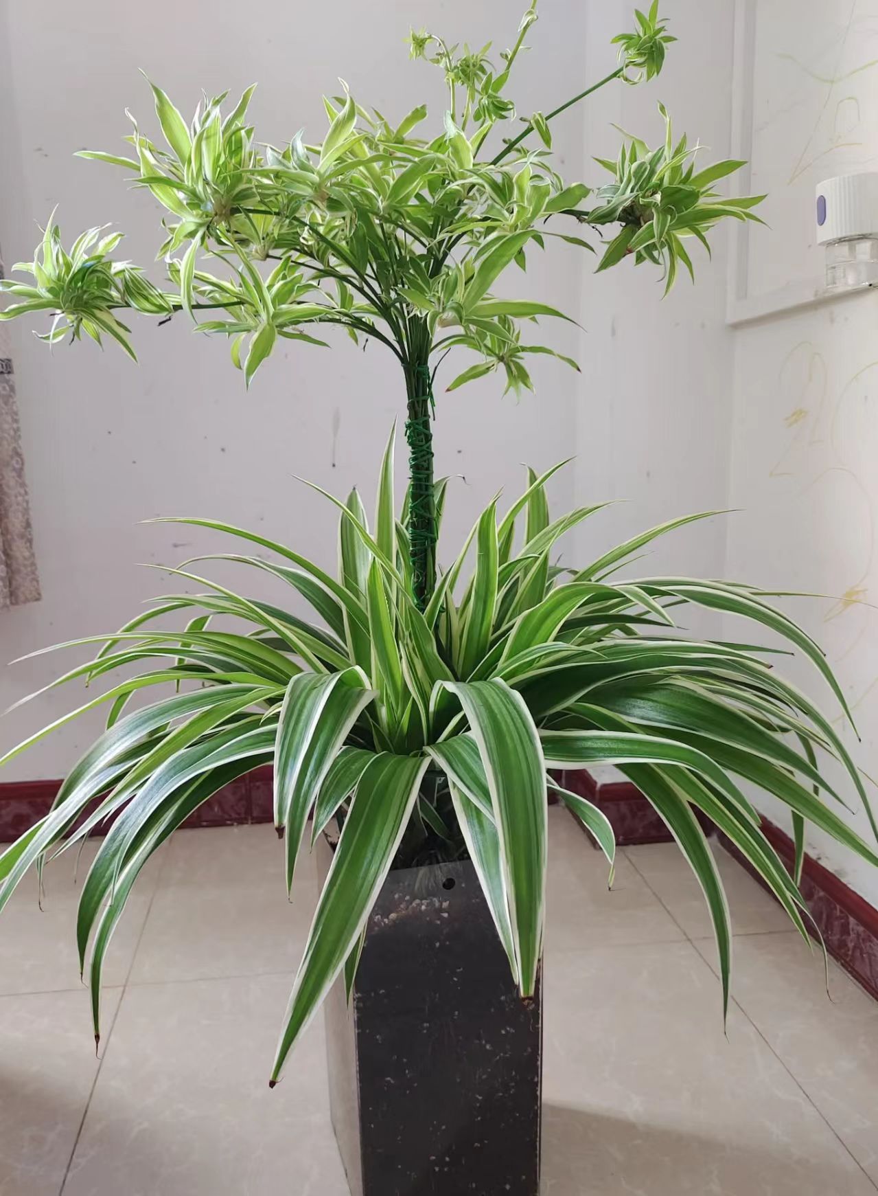 广东花友,养吊兰的新方法,一直被模仿,从未被超越,原因有三