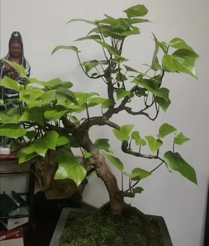 杭州一男子,养的常春藤变"老桩大树"走红,花友:快成精了