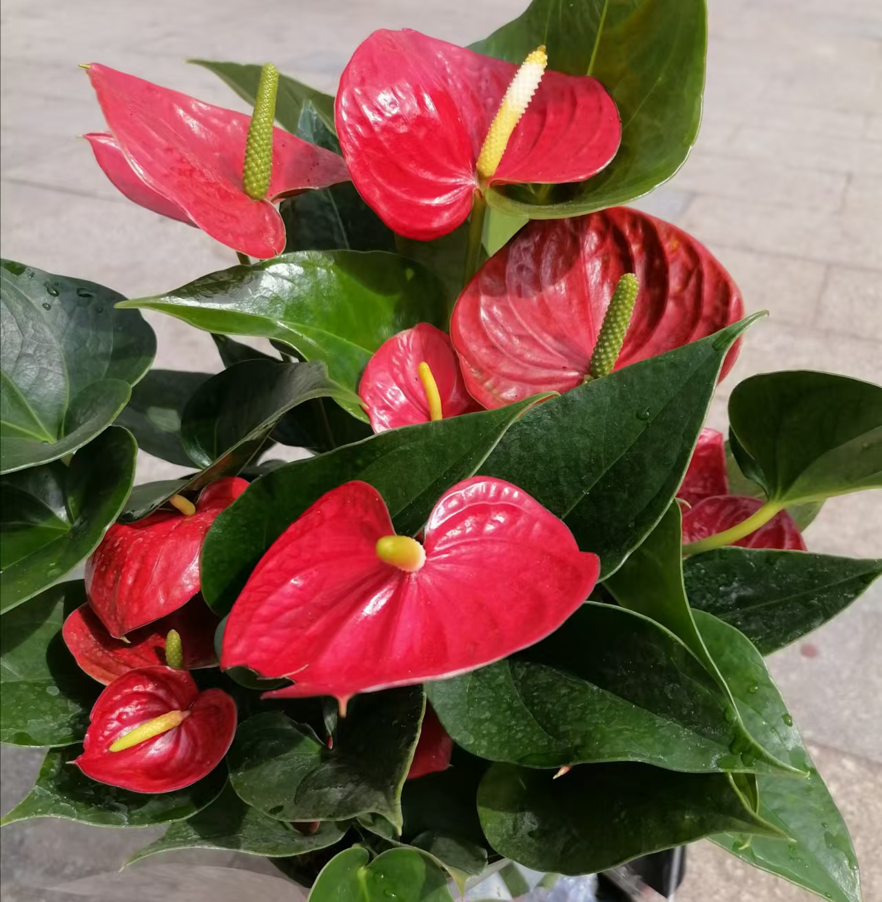 老花匠忠告:年前买花,谨防6种年宵花"骗局",擦亮眼睛免上当