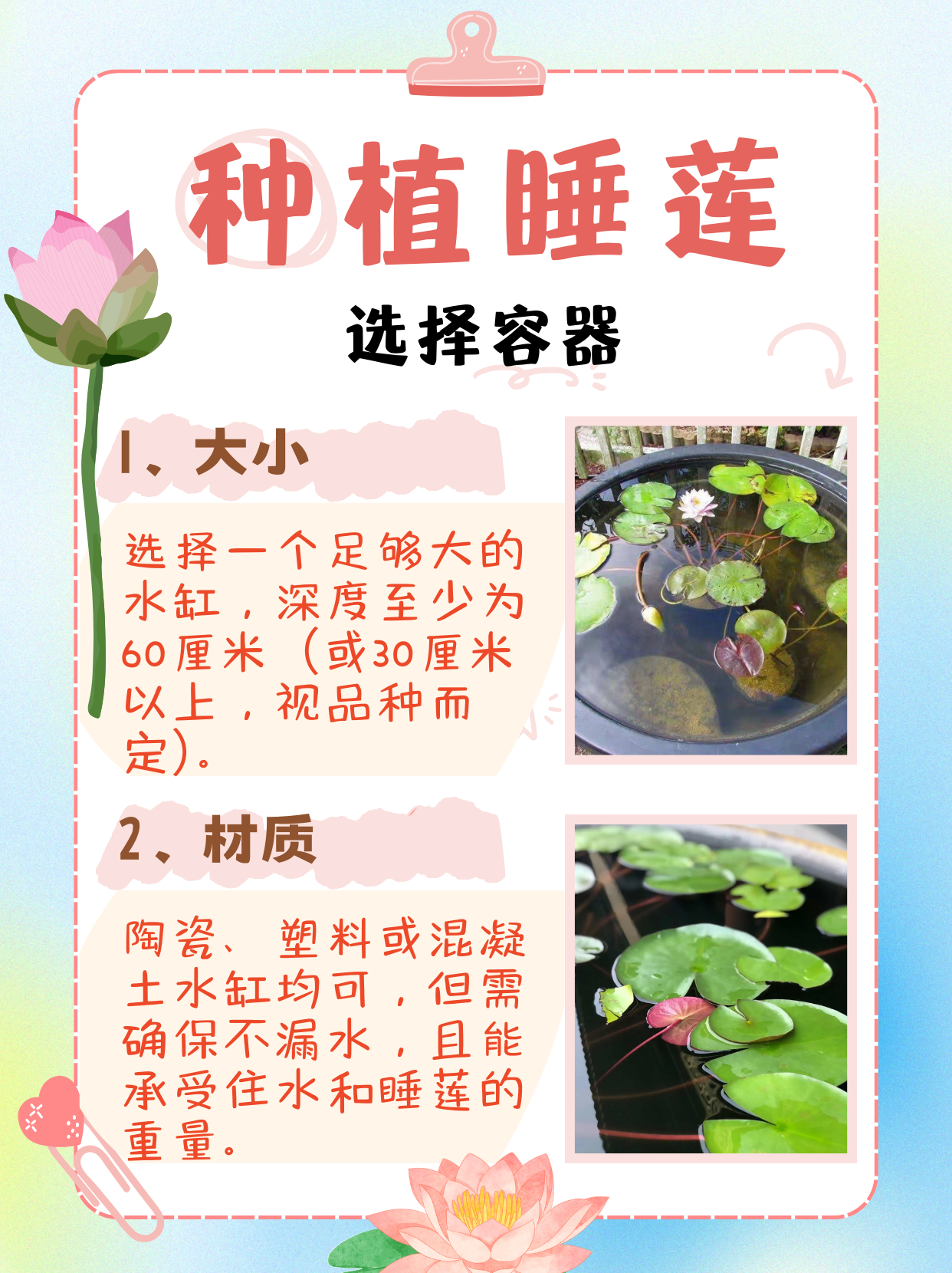 水缸种植睡莲方法