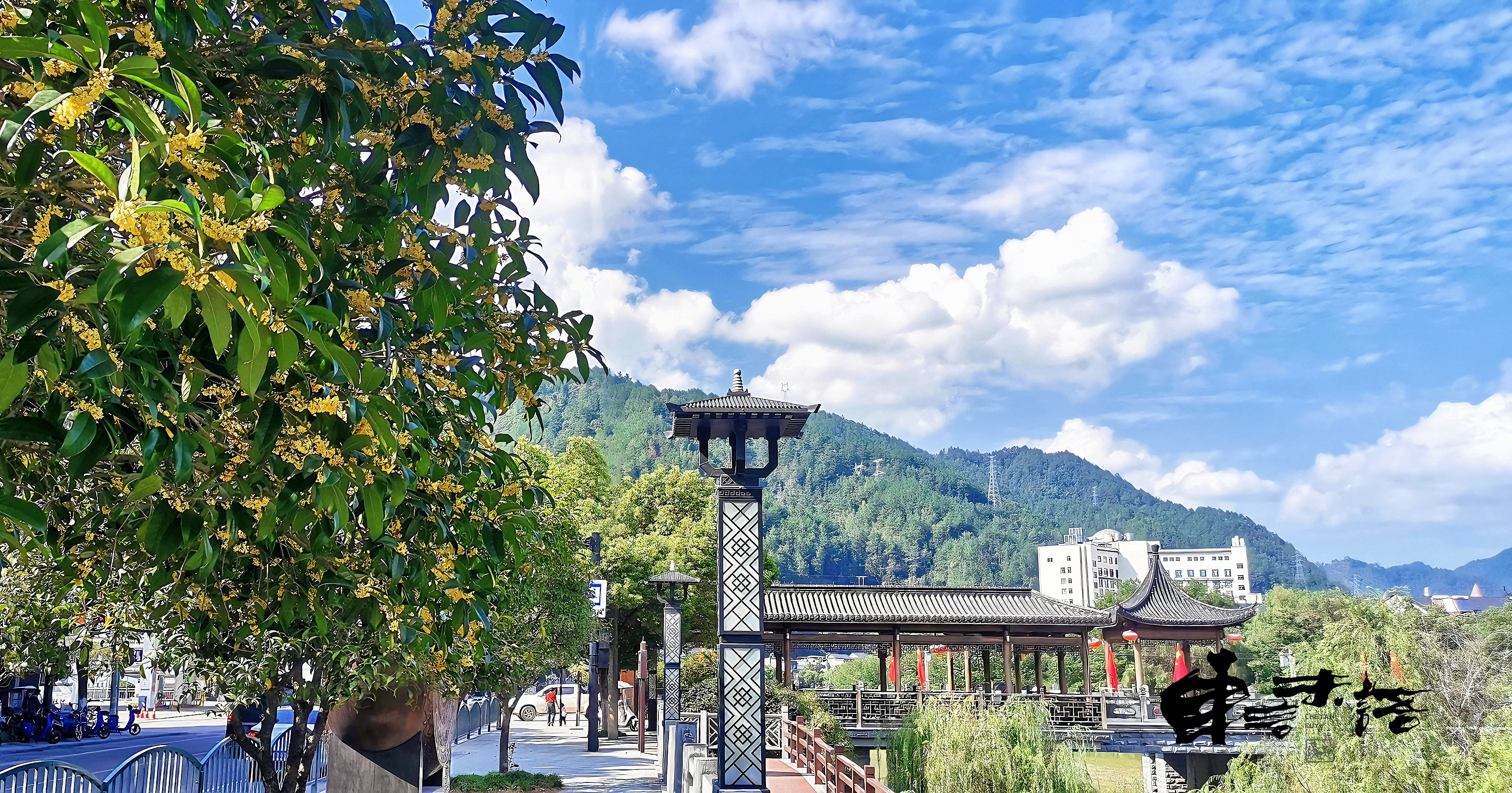 畲乡景宁 ▏秋意浓 桂花香 秋日景象美如诗画