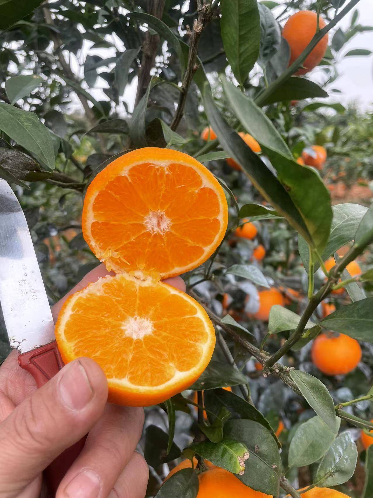 东北梨子 酒味的营养