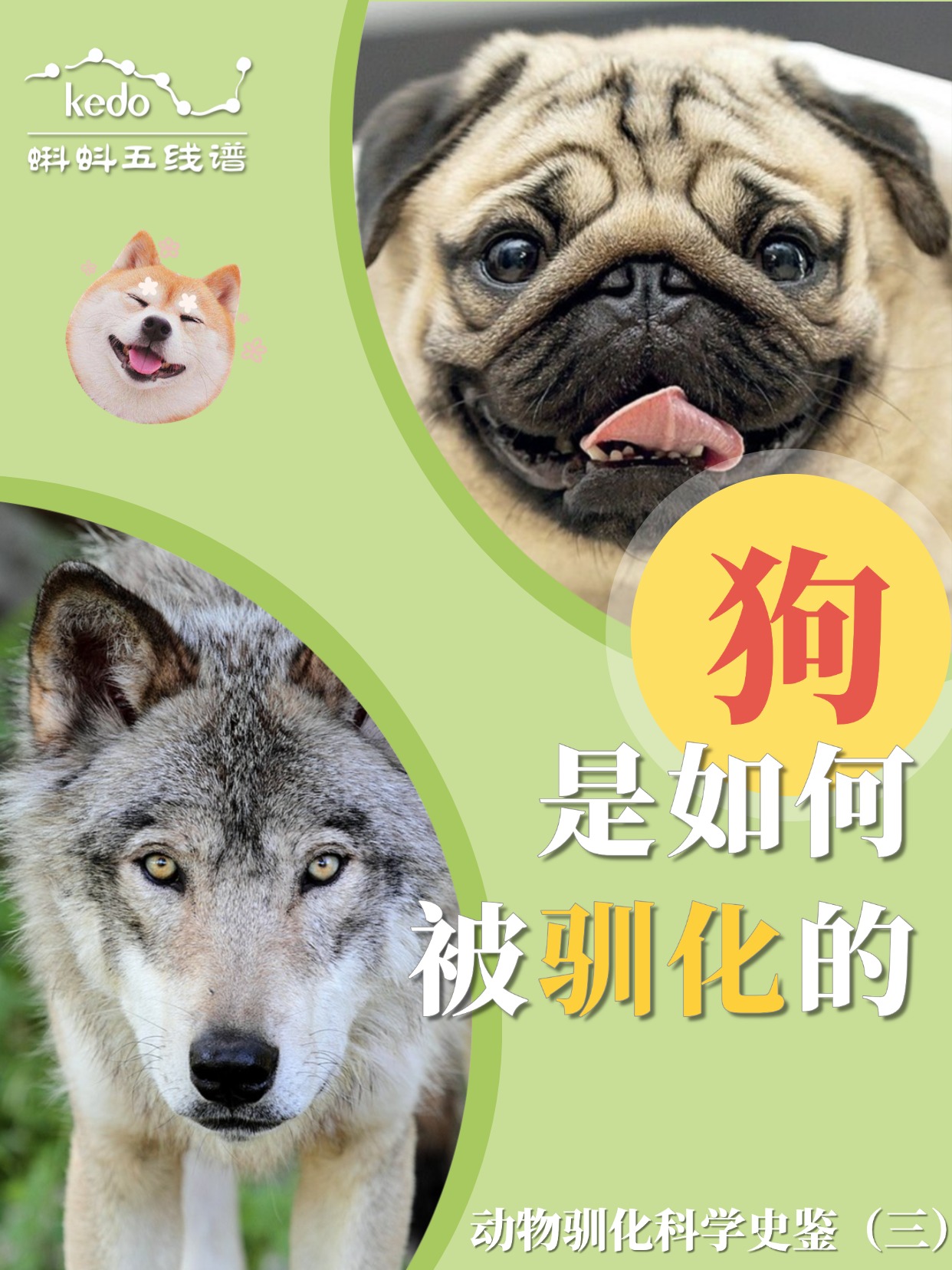 从孤傲的狼王到粘人的小跟屁虫