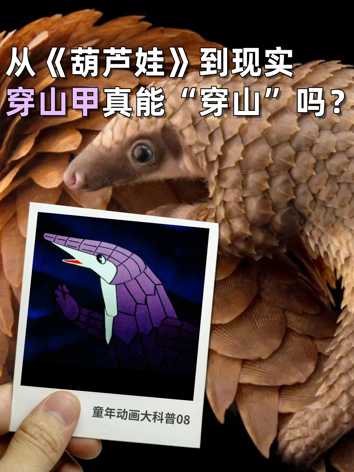 从《葫芦娃》到现实穿山甲真能穿山吗?