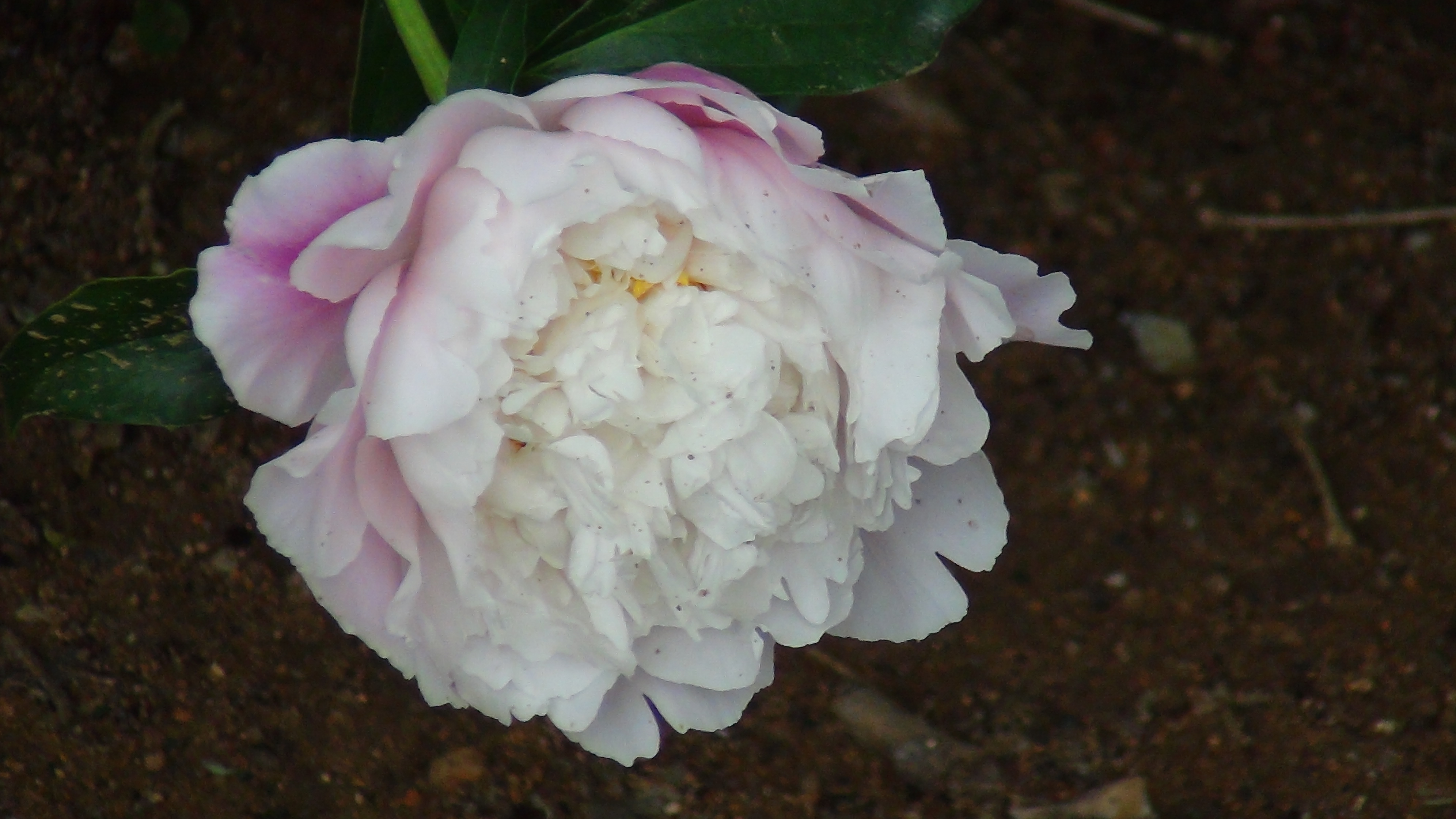 雨后的芍药花儿0525(一)