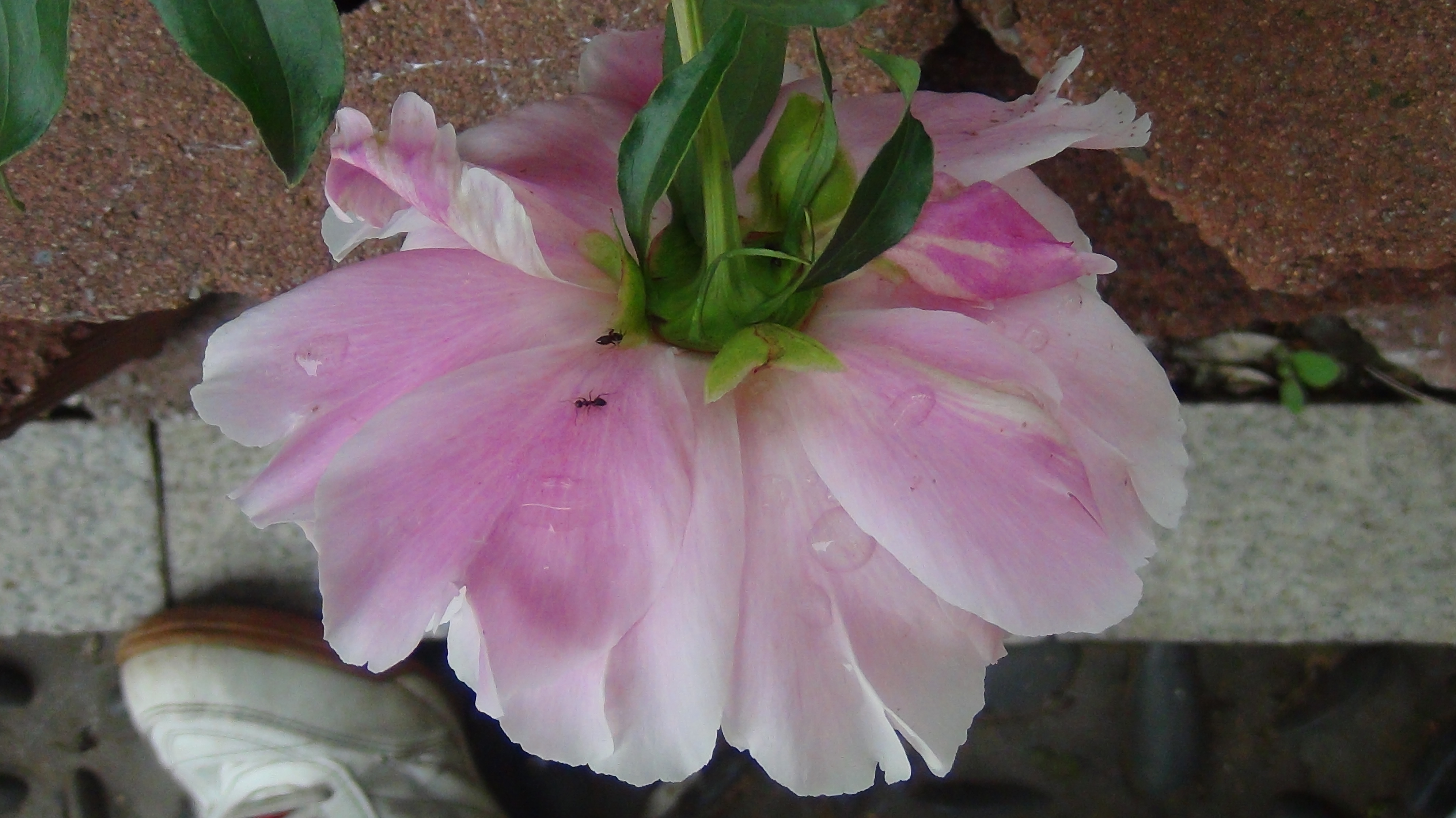 雨后的芍药花儿0525(一)