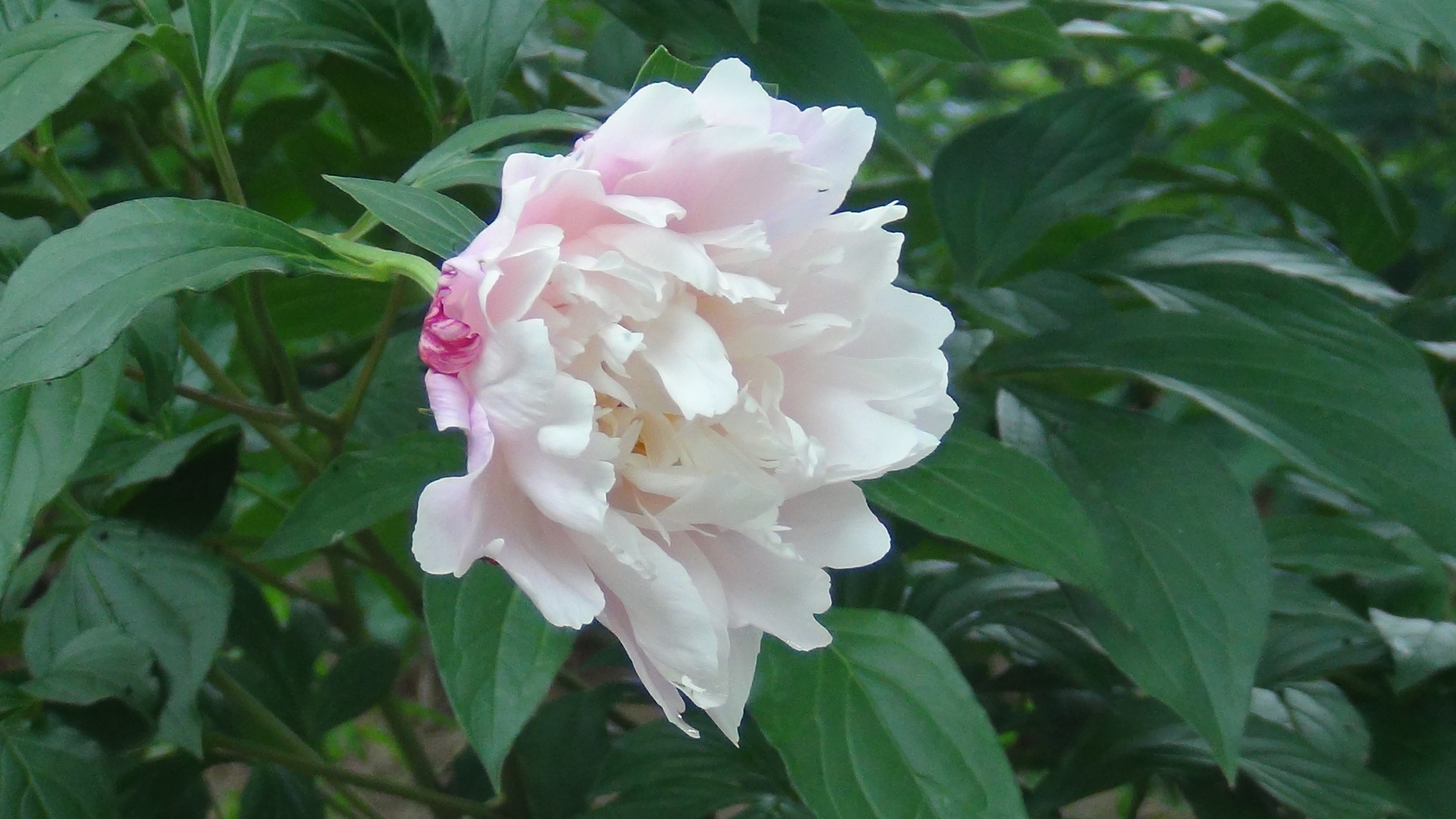 雨后的芍药花儿0525(一)