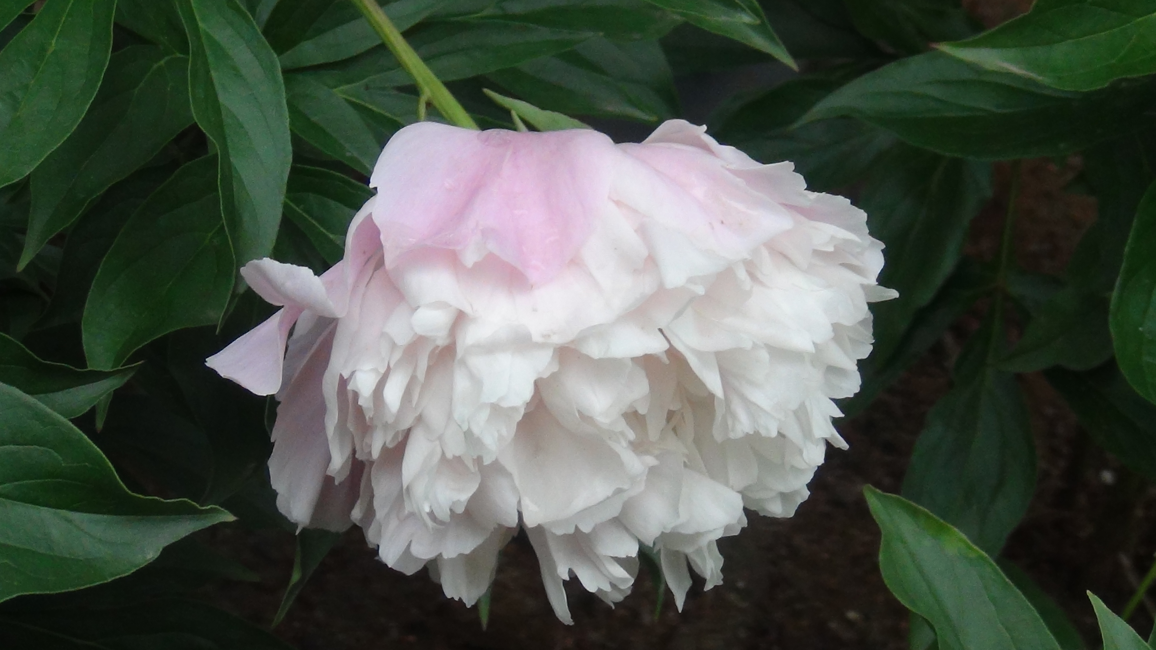 雨后的芍药花儿0525(一)